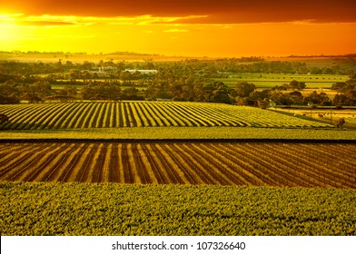 Sunset Over Barossa Valley Vineyards South Australia