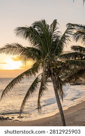Sunset over a beach framed by tall palms, with warm light reflecting on gentle water and the horizon falling softly behind the trees. The image focuses on the glow of late day rather than activity, making the shoreline feel quiet and intimate. It is a strong commercial coastal landscape for travel, island vacation, resort mood, tropical evening, and beach relaxation searches because the light, palms, and water all work together naturally.