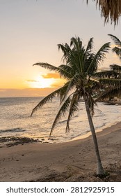 Sunset over a beach framed by tall palms, with warm light reflecting on gentle water and the horizon falling softly behind the trees. The image focuses on the glow of late day rather than activity, making the shoreline feel quiet and intimate. It is a strong commercial coastal landscape for travel, island vacation, resort mood, tropical evening, and beach relaxation searches because the light, palms, and water all work together naturally.