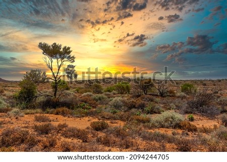 Sunset over a beautiful Australian outback landscape with bushes and a tree against the background with the warm colors of a real Outback sunset