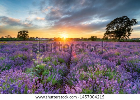 Sunset over beautiful fields of lavender growing in the Somerset countryside