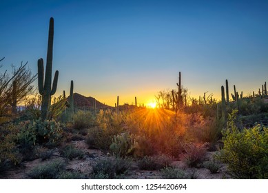 Sunset Over Cactuses In Saguaro National Park Near Tucson, Arizona