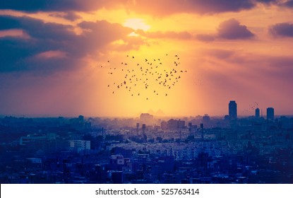 Sunset over Cairo with silhouettes of flying birds and Egyptian pyramids on a horizon. Mystical cityscape of Egypt - ancient town with flocks of pigeons flying in rays of sundown.