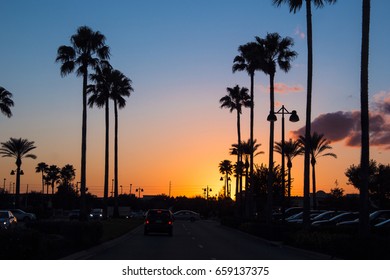 palm trees sunset city