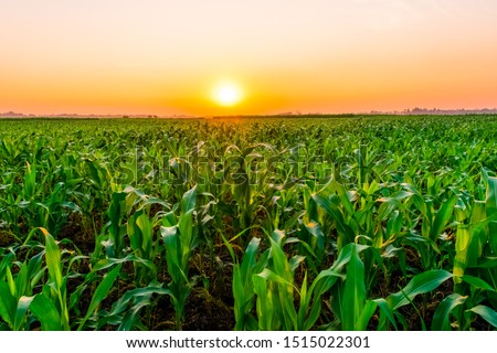 Sunset over the corn fields in the agricultural area.