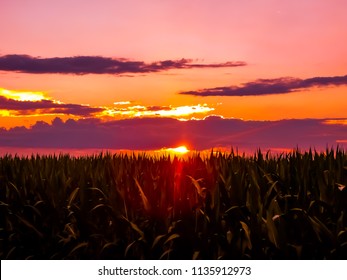 Sunset over a Cornfield - Powered by Shutterstock