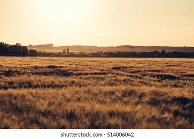 Sunset over a cornfield