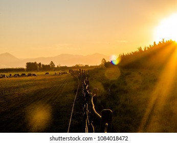 Sunset Over Farm  In New Zealand