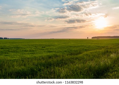 Sunset over the field