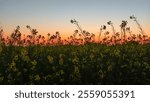 Sunset over a field with canola in the foreground. Beautiful view of canola field due to early sunset in winter