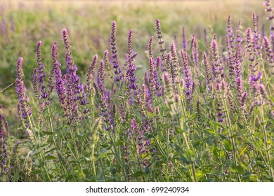 Sunset Over The Field Of Clary Sage In Summer