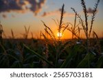 Sunset over a field of corn