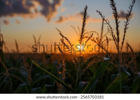 Sunset over a field of corn