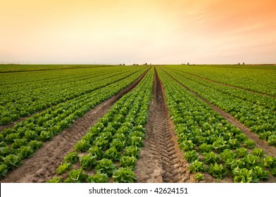 Sunset Over A Field Of Lettuce