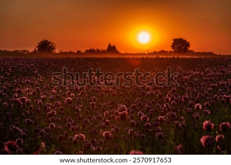 Image, Stock Photo Tranquil sunset over poppy fields in La Mancha, Spain