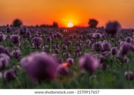 Similar – Image, Stock Photo Tranquil sunset over poppy fields in La Mancha, Spain