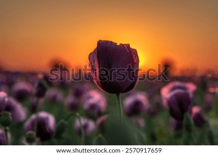 Similar – Image, Stock Photo Tranquil sunset over poppy fields in La Mancha, Spain