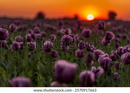 Similar – Image, Stock Photo Tranquil sunset over poppy fields in La Mancha, Spain