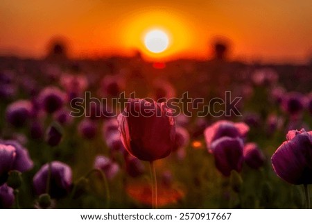 Similar – Image, Stock Photo Tranquil sunset over poppy fields in La Mancha, Spain