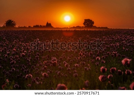 Similar – Image, Stock Photo Tranquil sunset over poppy fields in La Mancha, Spain