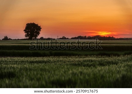 Similar – Image, Stock Photo Tranquil sunset over poppy fields in La Mancha, Spain