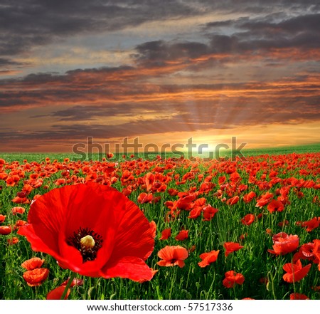 Similar – Image, Stock Photo Tranquil sunset over poppy fields in La Mancha, Spain