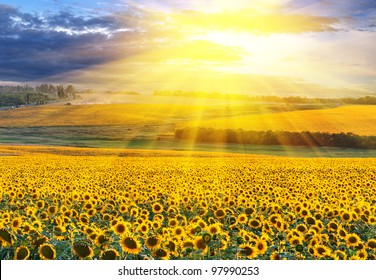 Sunset over the field of sunflowers against a cloudy sky. Beautiful summer landscape.