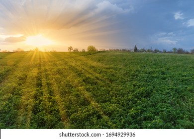 Sonnenuntergang über dem Feld des jungen Alfalfa, gemischt mit anderen blühenden Frühlingspflanzen und Bäumen auf einer Skyline