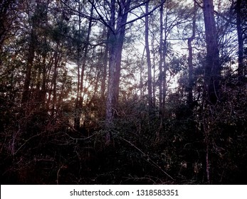 Sunset over the forest