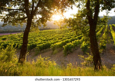 Sunset Over French Vineyard Vines In Provence Luberon France