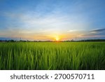 Sunset over green rice fields, Golden hour in rice paddies