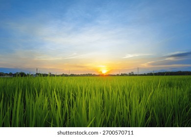 Sunset over green rice fields, Golden hour in rice paddies