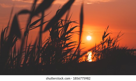 Sunset over Gulf of Finland, summer evening landscape photo with coastal reed silhouettes - Powered by Shutterstock