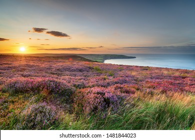 Sunset over heather in bloom on the North York Moors National Park above Ravenscar and looking out to Robin Hood's Bay in Yorkshire