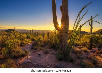 Sunset over hiking trail and cactuses in Saguaro National Park near Tucson, Arizona