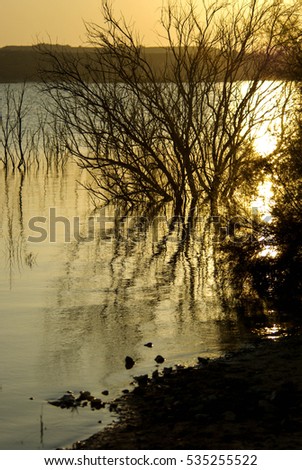 Foto Bild ::ELBSTRAND:: Baum Holz