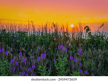 Sunset over Lake Michigan viewed through a shoreline growth of Hoary Verbena - Powered by Shutterstock