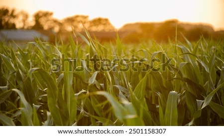 Similar – Image, Stock Photo Cornfield agriculture