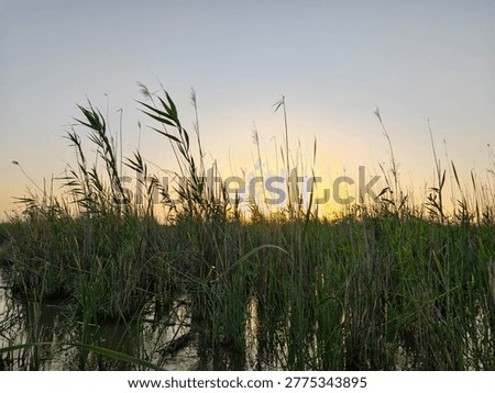 Sunset over marsh grasses reflected in shallow water, warm sky and silhouetted reeds
