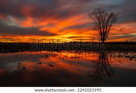 Sunset over the marshes. Swamp at sunset. Sunset swamp landscape. Swamp tree at sunset