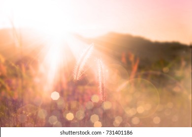 Sunset over mountain with Feather pennisetum or Mission grass backlitght glow against the sunlight with sunflare and bokeh, high mountain background landscape. Sunset over mountain bokeh.