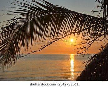 sunset over the ocean with silhouetted palm frond and branches. Palm Cove, FNQ Queensland Australia  - Powered by Shutterstock