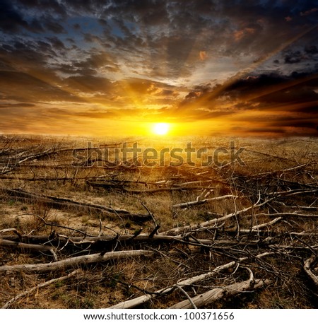 sunset over old dead trees on meadow