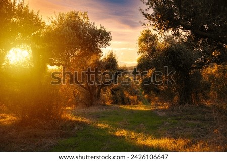 Sunset over olive trees garden