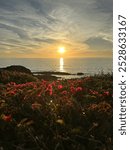 Sunset over the pacific ocean