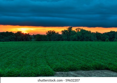 Sunset Over A Peanut Field