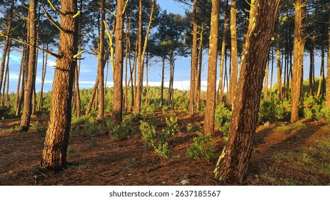 Sunset over the Pine forest of Cap Ferret Peninsula (French Great South-West)