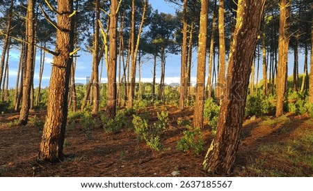 Sunset over the Pine forest of Cap Ferret Peninsula (French Great South-West)