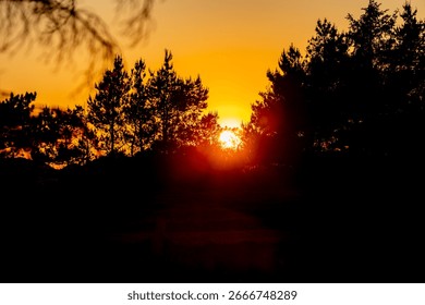 Sunset Over Pine Trees in Denmark Forest Landscape