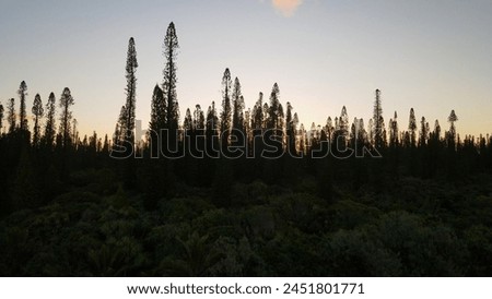 sunset over pines from drone